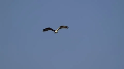 Osprey, Bird, Seahawk In Flight Stock-Footage 344587220
