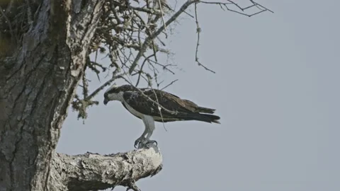 Osprey Bird Sideview On Tree Top 4k Stock Footage 204940248