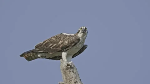 Osprey Bird Staring At Camera Tripod 4k Slow Motion Stock Footage 204940656