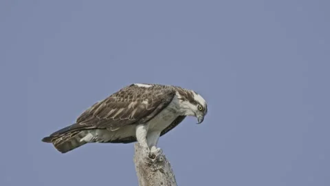 Osprey Bird On Tree Top Tripod Slow Motion Stock Footage 204940247
