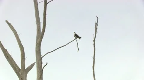 Osprey Bird Zoom In Stock Footage 18074880