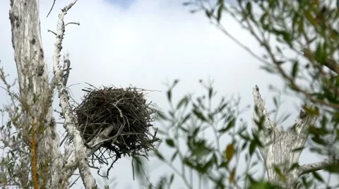 Osprey bird's nest in dead tree blows in wind, WIDE, 4K Stock Footage 48430565