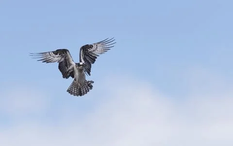 Osprey in the blue sky Stock Photos