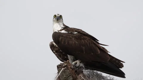 Osprey bobbing head and looking at camera- Slow motion Vídeo Stock 330316199