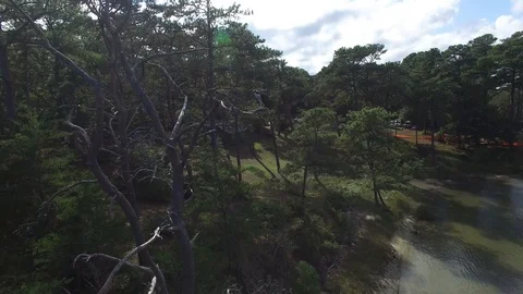 Osprey On Branch 스톡 동영상 97186777