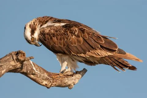 Osprey on branch Stock Photos