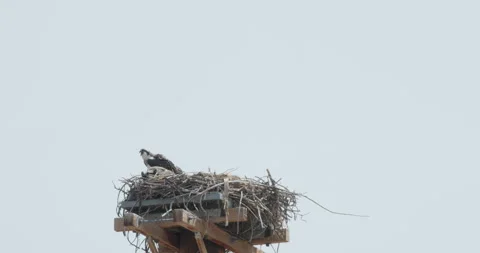 Osprey Calling From Nest Stock Footage 292613680