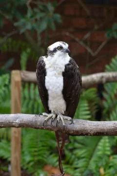 An osprey in captivity Stock Photos