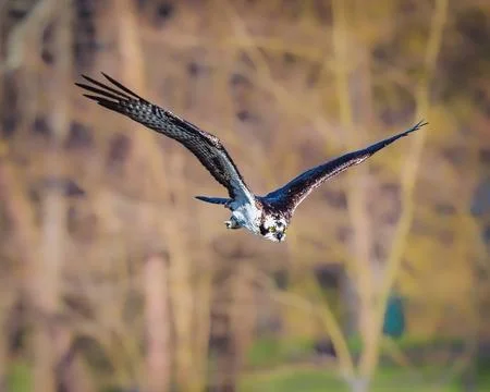 An osprey is captured mid-flight Stock Photos