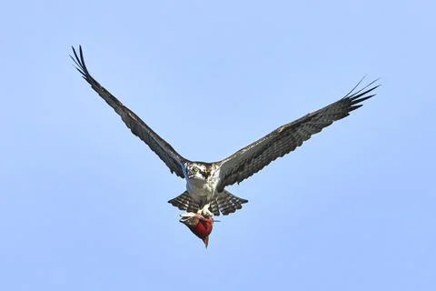 Osprey carries a fish upside down. Stock Photos
