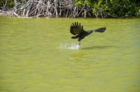A Osprey catch fish in the river 스톡 사진