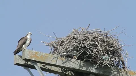 Osprey with catch Vidéo 11388000