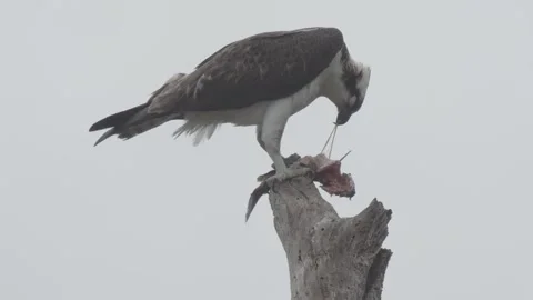 Osprey Catches and Eats Fish Perched on Tree in the Wild Stockbeeldmateriaal 134426231