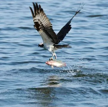 Osprey catching fish Stock Photos