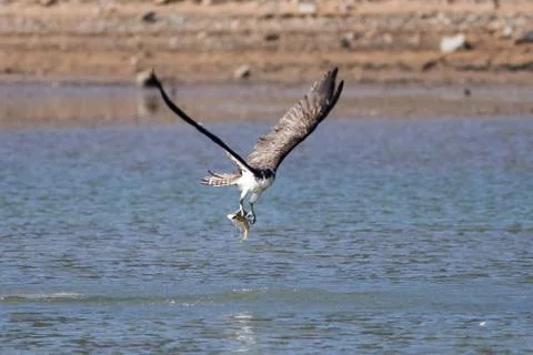 Osprey catching a fish Stock Photos