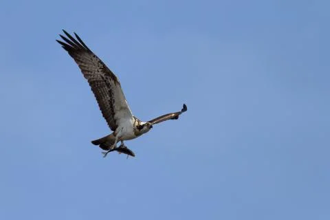 Osprey with caught fish Stock Photos