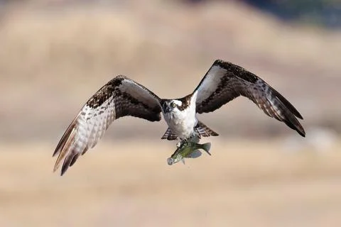Osprey with caught fish in talons. Stock Photos