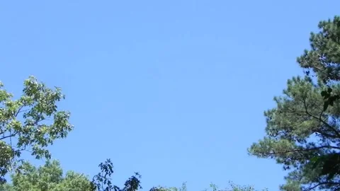 Osprey Circles In Flight Stock Footage 162410466