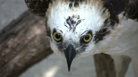 Osprey close up with the bird of prey look Stock Footage 12178879