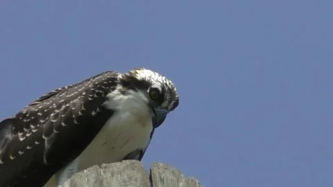 Osprey Close-Up, Calling to Its Friends Stock Footage 137213922