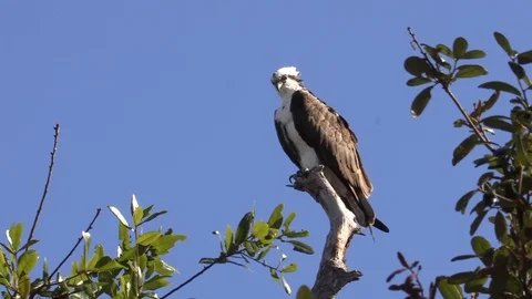 OSPREY CLOSEUP SLO MOTION WITH JET PLANE TRAIL Stock Footage 102532480