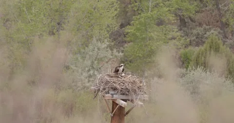 Osprey Continued Preening and Feather Maintenance While Mate Incubates, San Juan Stockbeeldmateriaal 334136538