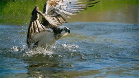 Osprey. The diet consists entirely of fish. Stock Footage