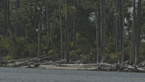 Osprey Diving And Catching Fish 4k Slow Motion 库存影片 205320033