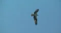 Osprey Diving On Bait Fish HD Footage