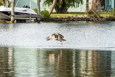 Osprey Diving for Fish Stock Photos