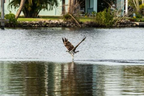 Osprey Diving for Fish Stock Photos