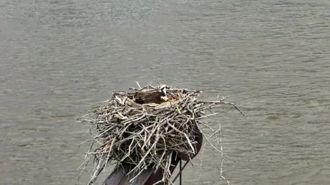 Osprey Drone Shot 1 Video stock 246877548