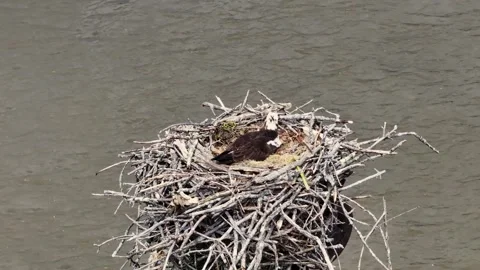 Osprey Drone Shot 2 Video stock 246877521