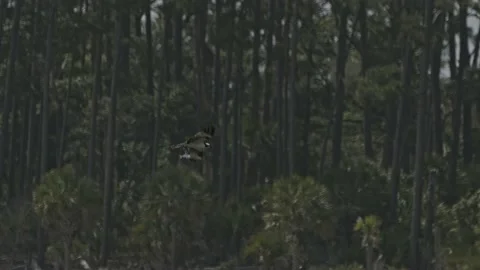 Osprey Dropping Caught Fish In Flight Stock Footage 205320102