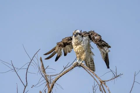 Osprey drying its wings Stock Photos