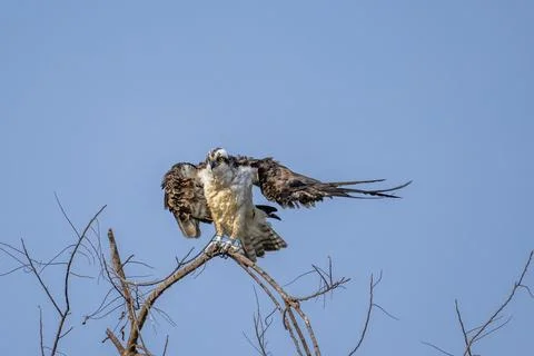 Osprey drying its wings Stock Photos