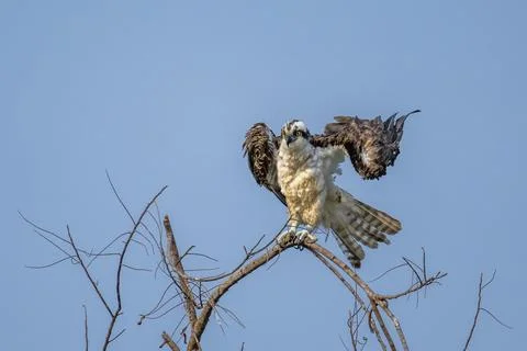 Osprey drying its wings Stock Photos