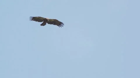 Osprey Eagle Flying Stock Footage 281258519