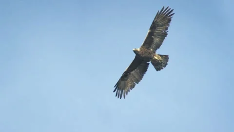Osprey Eagle Flying Stock Footage 281259099