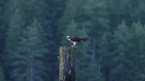 Osprey eating a caught salmon Stock Footage 345478786