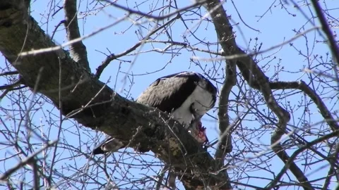 Osprey Eating A Fish 01 Stock Footage 167144574