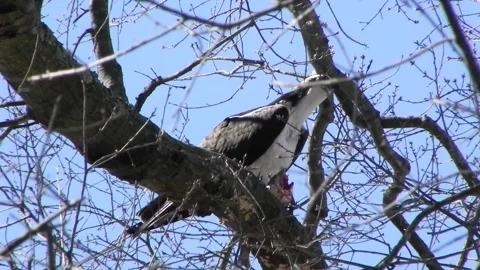 Osprey Eating A Fish 02 Stock Footage 167144584