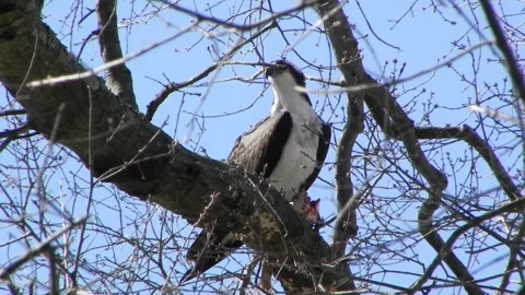 Osprey Eating A Fish 04 Stock Footage 167144580