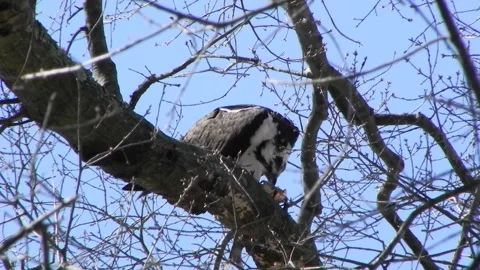 Osprey Eating A Fish 05 Stock Footage 167144583