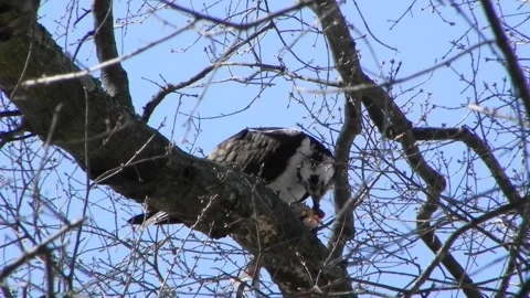 Osprey Eating A Fish 06 Stock Footage 167144587