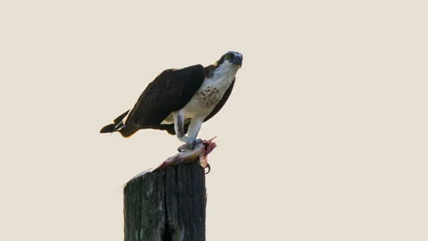 OSPREY EATING FISH Video stock 228751320