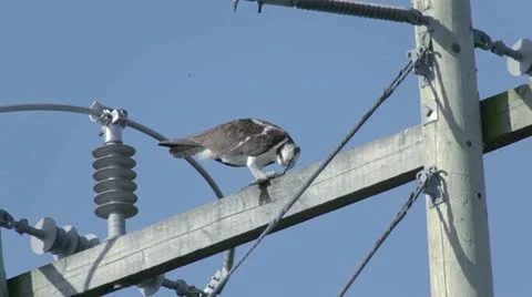 Osprey Eating Fish on Hydro Pole Stock Footage 11344990