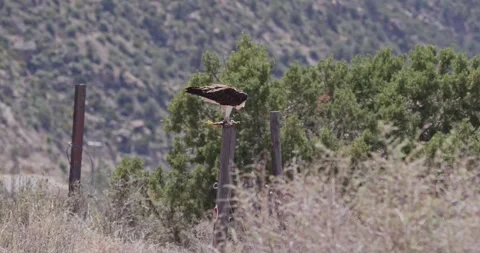 Osprey Eating Fish on Perch – Close Eye-Level (Feeding – Continued Consumption) Stockbeeldmateriaal 333266672