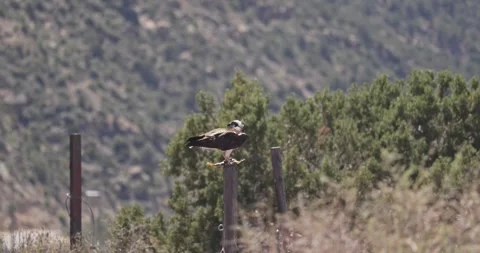 Osprey Eating Fish on Perch – Close Eye-Level Wildlife 7K Stockbeeldmateriaal 333266759