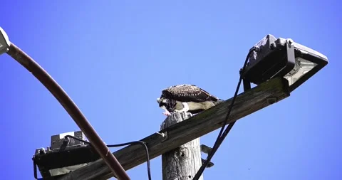 An osprey eating fish on top of a utility pole with street light attached d.. Stock Footage 337523673